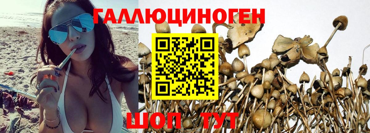 Галлюциногенные грибы Cubensis Долгопрудный